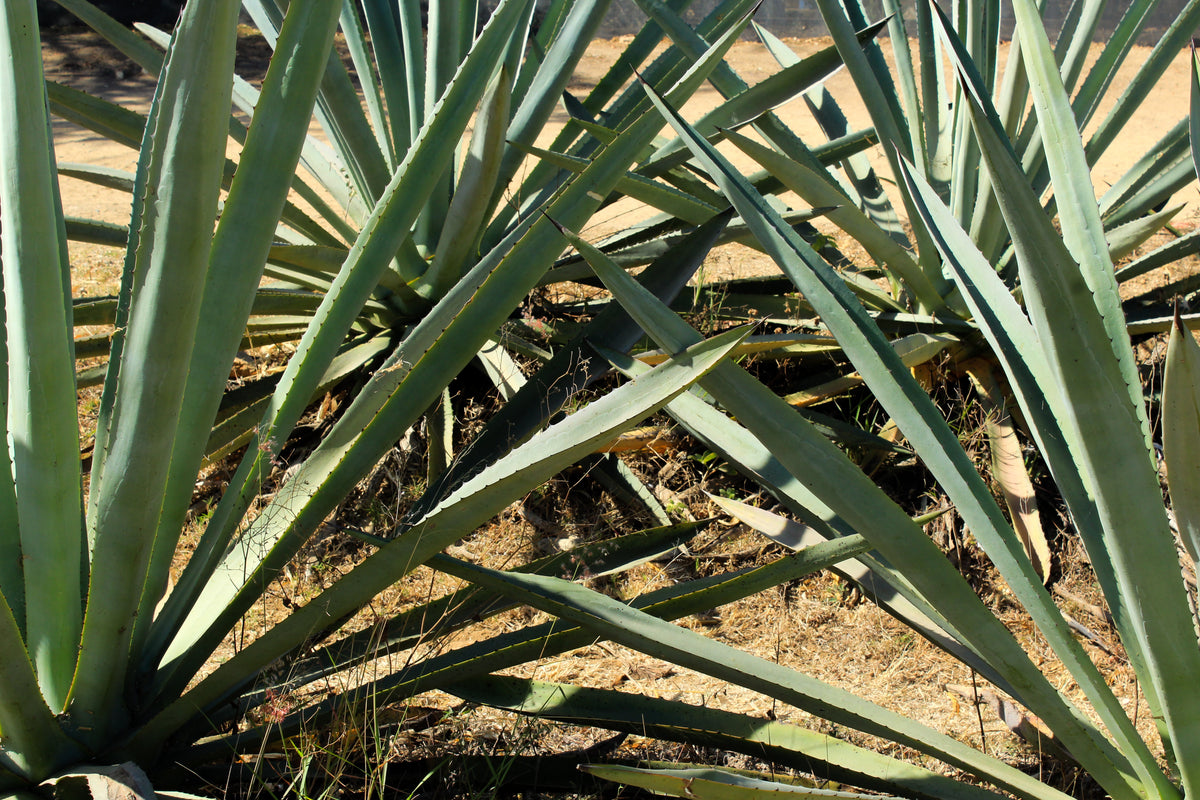 Agave & Tequila: A Tradition Rooted in Mexico